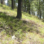 native plant restoration hillside