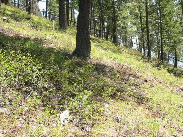 native plant restoration hillside