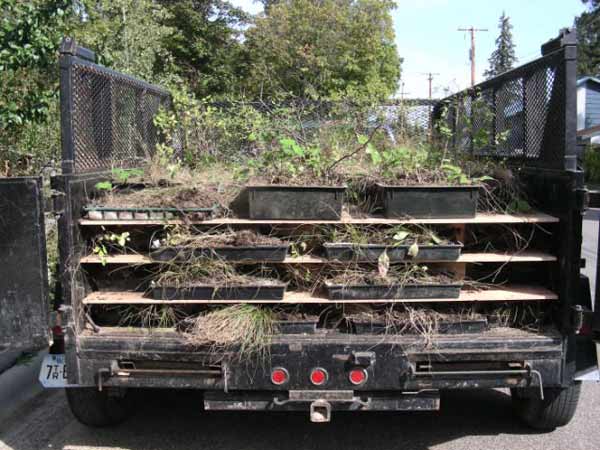 Native Sod with Plants