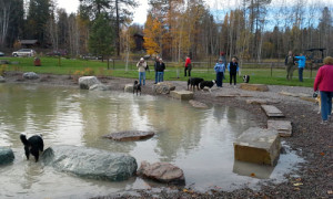 Dog Park Landscape Design