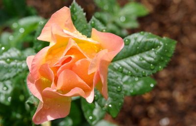Peach rose in bloom with rain droplets in a landscape garden in Whitefish, Montana, in the Crown of the Continent ecosystem, residential landscape design by Beargrass Landscape Architecture and Environmental Planning, serving northern Montana and the East Kootenays of British Columbia