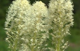 Beargrass (Xerophyllum tenax) in full bloom in a mountain meadow above Whitefish, Montana, near Whitefish Mountain Resort ski area, in the Crown of the Continent ecosystem, the namesake plant of Beargrass Landscape Architecture and Environmental Planning, serving the Whitefish MT and northern Montana area and the Kimberley BC and East Kootenays of British Columbia area