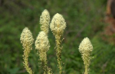 Group of beargrass (Xerophyllum tenax) wildflowers in bloom in a Crown of the Continent Rocky Mountain meadow between Whitefish Montana and Kimberley British Columbia, native plant inspiration for Beargrass Landscape Architecture and Environmental Planning