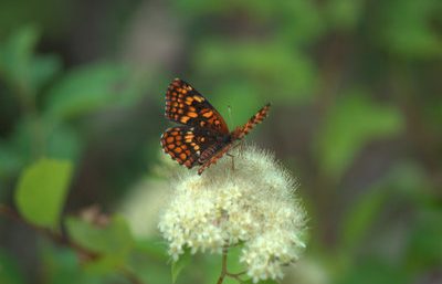 Mormon Fritillary butterfly (Speyeria mormonia) resting on beargrass (Xerophyllum tenax) wildflower in a Rocky Mountain meadow near Eureka Montana, in the Crown of the Continent region between Whitefish MT and Kimberley BC