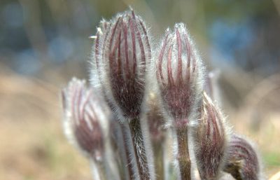 Prairie crocus (Pulsatilla patens) wildflower buds emerging in early spring in Rocky Mountain foothill meadows of the Crown of the Continent ecosystem, near Whitefish Montana and Kimberley British Columbia, native plant landscape design inspiration for Beargrass Landscape Architecture and Environmental Planning