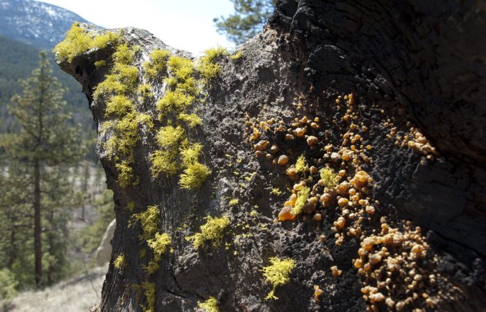 Wolf lichen (Letharia vulpina) and crustose lichen colonies on sandstone hoodoo formation overlooking the St. Mary River valley near Marysville, Kimberley, British Columbia, in the Crown of the Continent ecosystem, ecological landscape inspiration for Beargrass Landscape Architecture and Environmental Planning