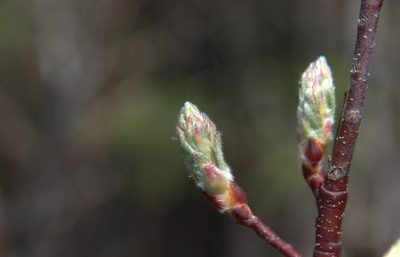 Spring leaf buds emerging on native deciduous shrub, possibly Saskatoon serviceberry (Amelanchier alnifolia), in the Crown of the Continent Rocky Mountain region near Whitefish Montana and Kimberley British Columbia, native plant landscape design by Beargrass Landscape Architecture and Environmental Planning