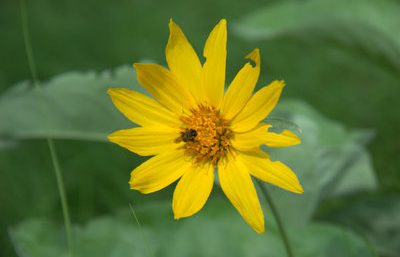 Heart-leaved arnica (Arnica cordifolia) in bloom with native pollinator in a mountain meadow of the Crown of the Continent ecosystem, near Whitefish Montana and Kimberley British Columbia, native plant and pollinator habitat landscape design by Beargrass Landscape Architecture and Environmental Planning