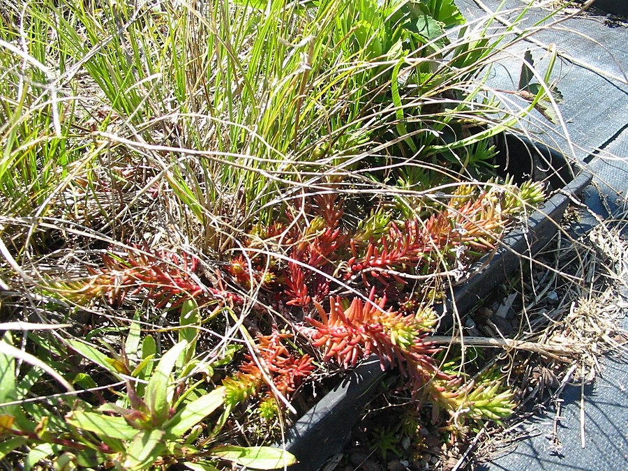 Diversity of native plants including sedum and native grasses