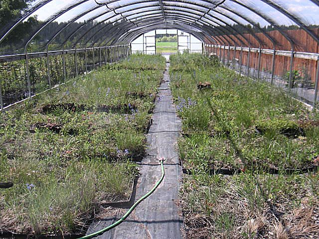 Rows of salvaged native sod and plants growing in a hoop house