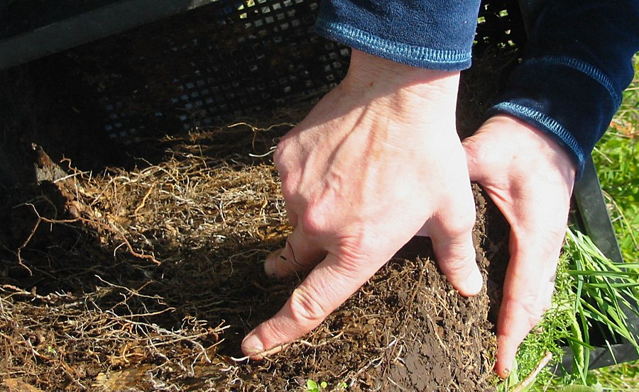 Hands examining native root mass and soil structure
