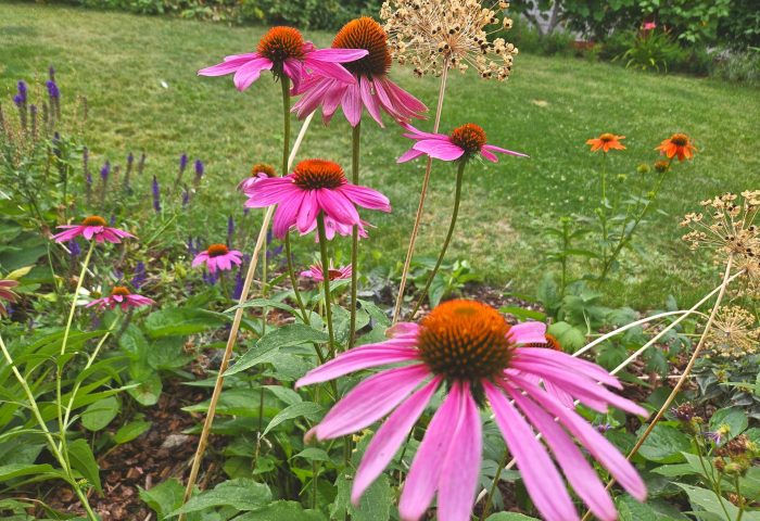 Pink coneflowers and lavender in a residential garden bed, planting design by Beargrass Landscape Architecture